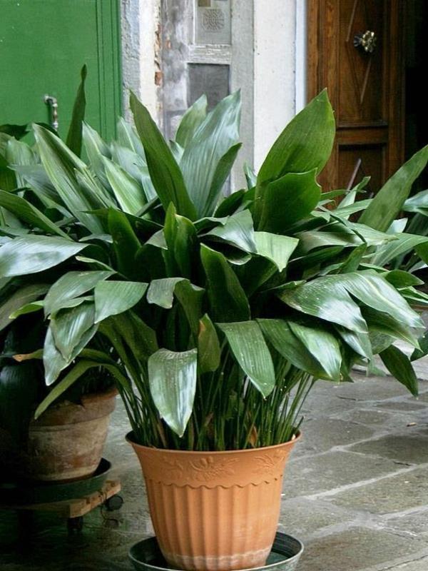 צמחים פנימיים לחדרים חשוכים דקל סנדלר aspidistra